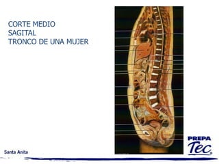 Taqui TERMINOLOGÍA MEDICA Y ANATÓMICA