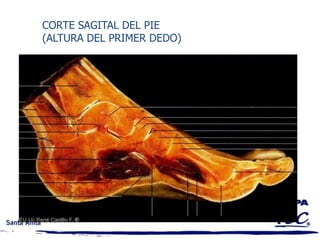 TERMINOLOGÍA MEDICA Y ANATÓMICA