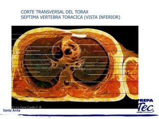 TERMINOLOGÍA MEDICA Y ANATÓMICA