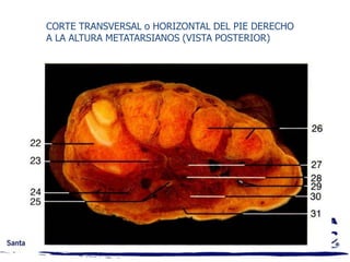 TERMINOLOGÍA MEDICA Y ANATÓMICA