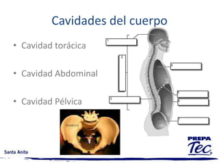 Nivel OrgánicoSon el grupo de tejidos que forman anatómica y funcionalmente las entidades del organismoNivel SistémicoGrupo de órganos que trabajan juntos  para una función en común.