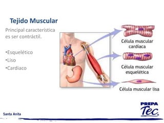 CORTE FRONTAL o CORONAL CAVIDAD PELVIANA HOMBREA LA ALTURA DE LA PROSTATA Y ARTICULACION COXOFEMORAL