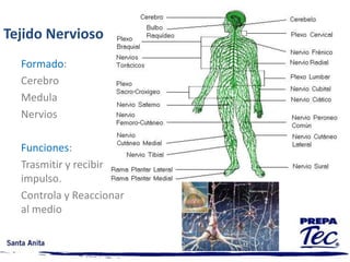 CORTE MEDIOSAGITALTRONCO DE UNA MUJER