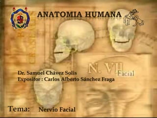 Anatomia humana Dr. Samuel Chávez Solis Expositor : Carlos Alberto Sánchez Fraga Nervio Facial  Tema: 