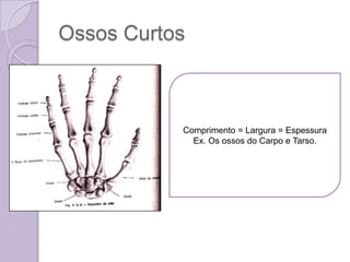 Ossos Curtos



           Comprimento = Largura = Espessura
             Ex. Os ossos do Carpo e Tarso.
 