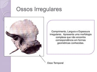 Ossos Irregulares


               Comprimento, Largura e Espessura
             irregulares. Apresenta uma morfologia
                   complexa que não encontra
                   correspondência em formas
                     geométricas conhecidas.




           Osso Temporal
 