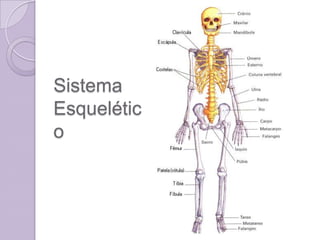 Sistema
Esquelétic
o
 