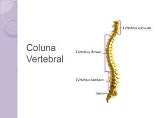 Coluna
Vertebral
 