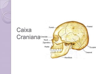 Caixa
Craniana
 