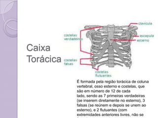 Caixa
Torácica

           É formada pela região torácica de coluna
           vertebral, osso esterno e costelas, que
           são em número de 12 de cada
           lado, sendo as 7 primeiras verdadeiras
           (se inserem diretamente no esterno), 3
           falsas (se reúnem e depois se unem ao
           esterno), e 2 flutuantes (com
           extremidades anteriores livres, não se
 