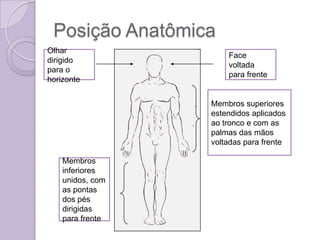 Posição Anatômica
Olhar
                      Face
dirigido
                      voltada
para o
                      para frente
horizonte


                  Membros superiores
                  estendidos aplicados
                  ao tronco e com as
                  palmas das mãos
                  voltadas para frente

    Membros
    inferiores
    unidos, com
    as pontas
    dos pés
    dirigidas
    para frente
 