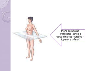 Plano de Secção
   Transverso (divide o
corpo em duas metades –
    Superior e Inferior)
 