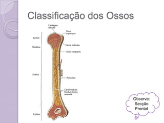 Classificação dos Ossos




                      Observe:
                      Secção
                       Frontal
 