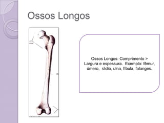 Ossos Longos



             Ossos Longos: Comprimento >
          Largura e espessura. Exemplo: fêmur,
           úmero, rádio, ulna, fíbula, falanges.
 
