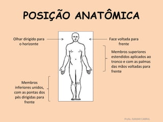 POSIÇÃO ANATÔMICA

Olhar dirigido para   Face voltada para
   o horizonte              frente
                       Membros superiores
                       estendidos aplicados ao
                       tronco e com as palmas
                       das mãos voltadas para
                       frente

     Membros
 inferiores unidos,
com as pontas dos
pés dirigidas para
       frente



                              Profa. ISAMAR CABRAL
 