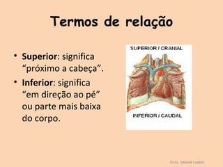Termos de relação

• Superior: significa
  “próximo a cabeça”.
• Inferior: significa
  “em direção ao pé”
  ou parte mais baixa
  do corpo.



                        Profa. ISAMAR CABRAL
 