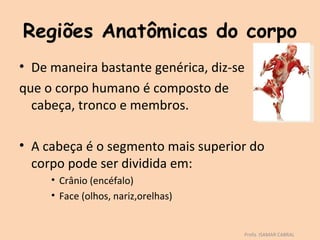 Regiões Anatômicas do corpo
• De maneira bastante genérica, diz-se
que o corpo humano é composto de
  cabeça, tronco e membros.

• A cabeça é o segmento mais superior do
  corpo pode ser dividida em:
     • Crânio (encéfalo)
     • Face (olhos, nariz,orelhas)


                                     Profa. ISAMAR CABRAL
 