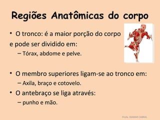 Regiões Anatômicas do corpo
• O tronco: é a maior porção do corpo
e pode ser dividido em:
  – Tórax, abdome e pelve.


• O membro superiores ligam-se ao tronco em:
  – Axila, braço e cotovelo.
• O antebraço se liga através:
  – punho e mão.

                                        Profa. ISAMAR CABRAL
 