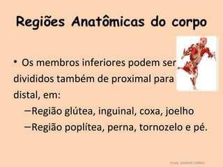 Regiões Anatômicas do corpo

• Os membros inferiores podem ser
divididos também de proximal para
distal, em:
   – Região glútea, inguinal, coxa, joelho
   – Região poplítea, perna, tornozelo e pé.


                                   Profa. ISAMAR CABRAL
 