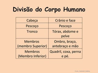 Divisão do Corpo Humano
      Cabeça           Crânio e face
      Pescoço            Pescoço
      Tronco         Tórax, abdome e
                           pelve
     Membros          Ombro, braço,
 (membro Superior) antebraço e mão
     Membros        Quadril, coxa, perna
  (Membro Inferior)        e pé.


                                    Profa. ISAMAR CABRAL
 