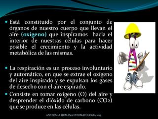  Está constituido por el conjunto de
órganos de nuestro cuerpo que llevan el
aire (oxígeno) que inspiramos hacia el
inter...