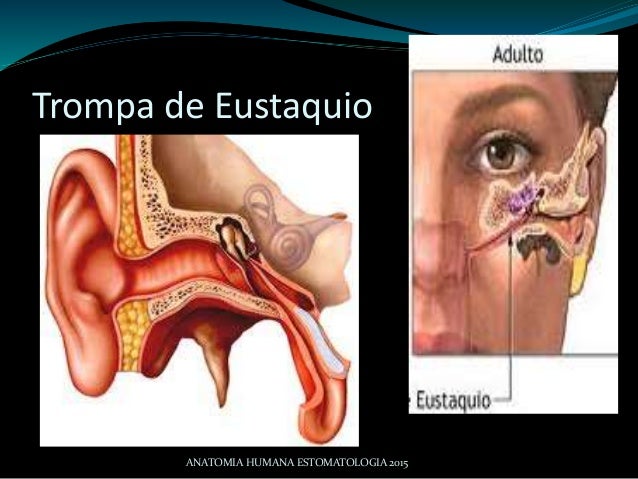 APARATO RESPIRATORIO