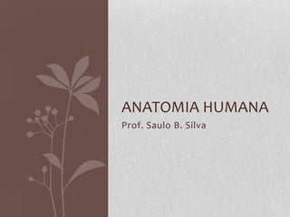 ANATOMIA HUMANA
Prof. Saulo B. Silva

 