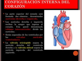  Si las válvulas fallasen se dice que hay una
insuficiencia cardiaca, el resultado es que el
corazón no es capaz de bombe...