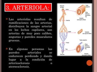 CIRCULACIÓN MENOR:
 De la aurícula derecha pasa al ventrículo derecho
y de este para por la arteria pulmonar a los
pulmon...