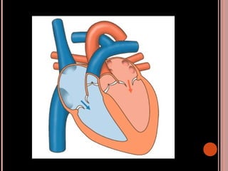Aparato circulatorio