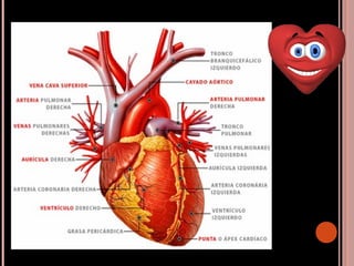 CONFIGURACIÓN INTERNA DEL
CORAZÓN
 La parte superior del corazón está
formada dos cámaras , denominadas
aurículas derecha...
