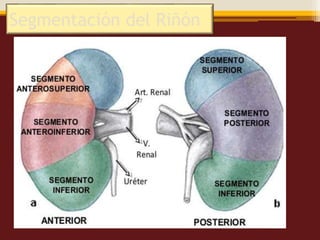 APARATO_RENAL_T | PPTX