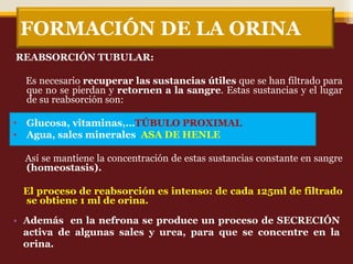 FORMACIÓN DE LA ORINA
REABSORCIÓN TUBULAR:
Es necesario recuperar las sustancias útiles que se han filtrado para
que no se pierdan y retornen a la sangre. Estas sustancias y el lugar
de su reabsorción son:
• Glucosa, vitaminas,…TÚBULO PROXIMAL
• Agua, sales minerales ASA DE HENLE
Así se mantiene la concentración de estas sustancias constante en sangre
(homeostasis).
El proceso de reabsorción es intenso: de cada 125ml de filtrado
se obtiene 1 ml de orina.
• Además en la nefrona se produce un proceso de SECRECIÓN
activa de algunas sales y urea, para que se concentre en la
orina.
 