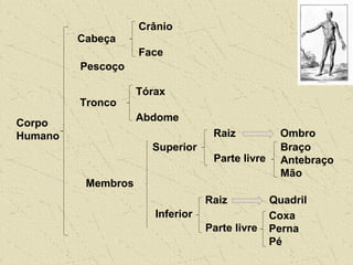 Corpo
Humano
Cabeça
Crânio
Face
Pescoço
Tronco
Tórax
Abdome
Membros
Raiz Ombro
Superior
Parte livre
Braço
Antebraço
Mão
Inferior
Raiz Quadril
Parte livre
Coxa
Perna
Pé
 