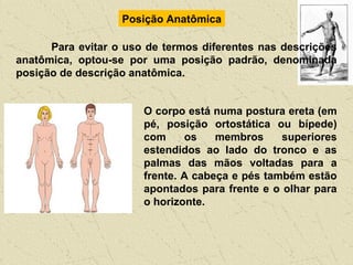 Posição Anatômica
Para evitar o uso de termos diferentes nas descrições
anatômica, optou-se por uma posição padrão, denominada
posição de descrição anatômica.
O corpo está numa postura ereta (em
pé, posição ortostática ou bípede)
com os membros superiores
estendidos ao lado do tronco e as
palmas das mãos voltadas para a
frente. A cabeça e pés também estão
apontados para frente e o olhar para
o horizonte.
 