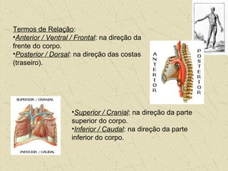 Termos de Relação:
•Anterior / Ventral / Frontal: na direção da
frente do corpo.
•Posterior / Dorsal: na direção das costas
(traseiro).
•Superior / Cranial: na direção da parte
superior do corpo.
•Inferior / Caudal: na direção da parte
inferior do corpo.
 