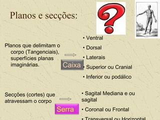 Planos e secções:
Planos que delimitam o
corpo (Tangenciais),
superfícies planas
imaginárias.
• Ventral
• Dorsal
• Laterais
• Superior ou Cranial
• Inferior ou podálico
Secções (cortes) que
atravessam o corpo
• Sagital Mediana e ou
sagital
• Coronal ou Frontal
Caixa
Serra
 