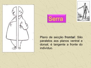 Plano de secção frontal: São
paralelos aos planos ventral e
dorsal, é tangente a fronte do
indivíduo.
Serra
 