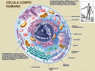 CÉLULA CORPO
HUMANO
 