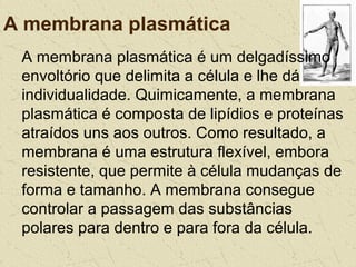 A membrana plasmática
A membrana plasmática é um delgadíssimo
envoltório que delimita a célula e lhe dá
individualidade. Quimicamente, a membrana
plasmática é composta de lipídios e proteínas
atraídos uns aos outros. Como resultado, a
membrana é uma estrutura flexível, embora
resistente, que permite à célula mudanças de
forma e tamanho. A membrana consegue
controlar a passagem das substâncias
polares para dentro e para fora da célula.
 
