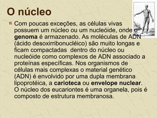 O núcleo
Com poucas exceções, as células vivas
possuem um núcleo ou um nucleóide, onde o
genoma é armazenado. As moléculas de ADN
(ácido desoxirribonucléico) são muito longas e
ficam compactadas dentro do núcleo ou
nucleóide como complexos de ADN associado a
proteínas específicas. Nos organismos de
células mais complexas o material genético
(ADN) é envolvido por uma dupla membrana
lipoprotéica, a carioteca ou envelope nuclear.
O núcleo dos eucariontes é uma organela, pois é
composto de estrutura membranosa.
 