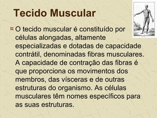Tecido Muscular
O tecido muscular é constituído por
células alongadas, altamente
especializadas e dotadas de capacidade
contrátil, denominadas fibras musculares.
A capacidade de contração das fibras é
que proporciona os movimentos dos
membros, das vísceras e de outras
estruturas do organismo. As células
musculares têm nomes específicos para
as suas estruturas.
 