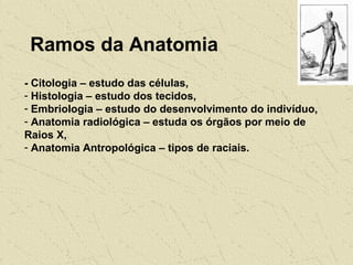 Ramos da Anatomia
- Citologia – estudo das células,
- Histologia – estudo dos tecidos,
- Embriologia – estudo do desenvolvimento do indivíduo,
- Anatomia radiológica – estuda os órgãos por meio de
Raios X,
- Anatomia Antropológica – tipos de raciais.
 