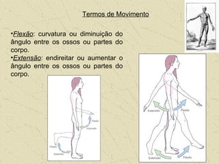 Termos de Movimento
•Flexão: curvatura ou diminuição do
ângulo entre os ossos ou partes do
corpo.
•Extensão: endireitar ou aumentar o
ângulo entre os ossos ou partes do
corpo.
 
