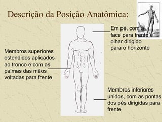Descrição da Posição Anatômica:
Em pé, com a
face para frente e
olhar dirigido
para o horizonte
Membros inferiores
unidos, com as pontas
dos pés dirigidas para
frente
Membros superiores
estendidos aplicados
ao tronco e com as
palmas das mãos
voltadas para frente
 