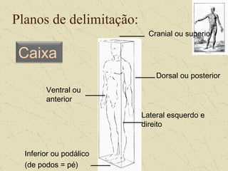 Planos de delimitação:
Cranial ou superior
Dorsal ou posterior
Lateral esquerdo e
direito
Inferior ou podálico
(de podos = pé)
Ventral ou
anterior
Caixa
 