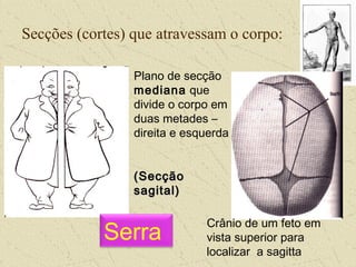 Secções (cortes) que atravessam o corpo:
Plano de secção
mediana que
divide o corpo em
duas metades –
direita e esquerda
(Secção(Secção
sagital)sagital)
Crânio de um feto em
vista superior para
localizar a sagitta
Serra
 
