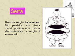 Plano de secção transversal:
São paralelos aos planos
cranial, podálico e ou caudal
são horizontais, a secção é
transversal.
Serra
 