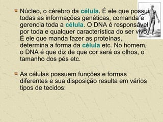 Núcleo, o cérebro da célula. É ele que possui
todas as informações genéticas, comanda e
gerencia toda a célula. O DNA é responsável
por toda e qualquer característica do ser vivo.
É ele que manda fazer as proteínas,
determina a forma da célula etc. No homem,
o DNA é que diz de que cor será os olhos, o
tamanho dos pés etc.
As células possuem funções e formas
diferentes e sua disposição resulta em vários
tipos de tecidos:
 