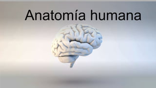 Anatomía humana
 